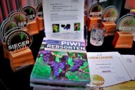Piwi pioneering wines quer